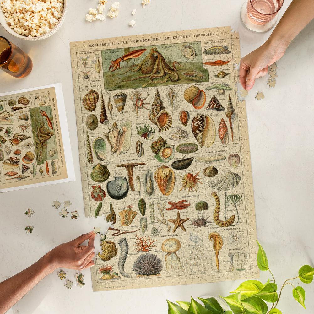 Assorted Shells, B, Vintage Bookplate, Adolphe Millot Artwork, Jigsaw Puzzle Puzzle Lantern Press 
