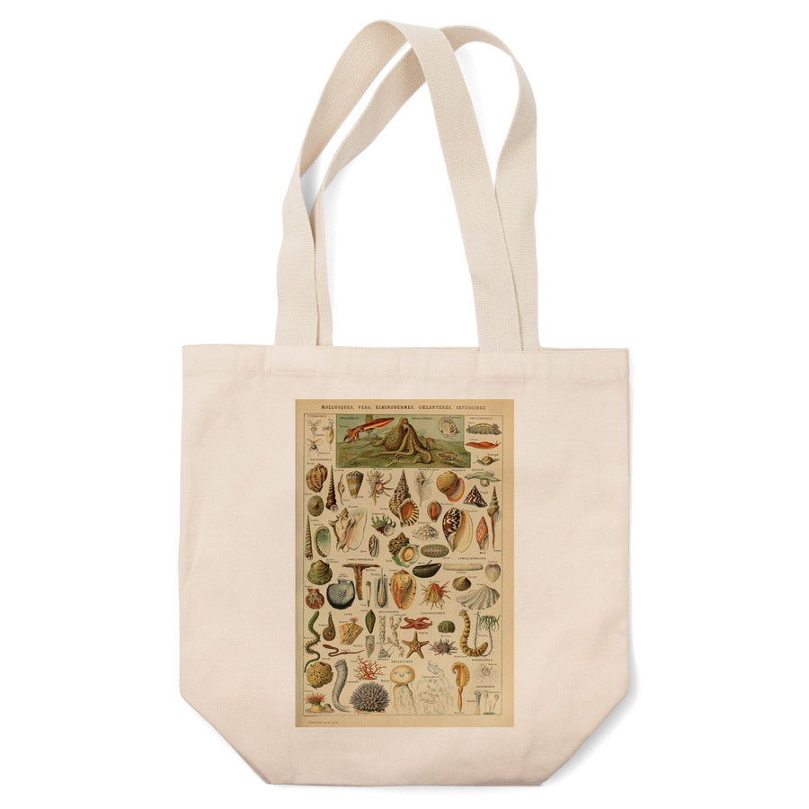 Assorted Shells, B, Vintage Bookplate, Adolphe Millot Artwork, Tote Bag Totes Lantern Press 