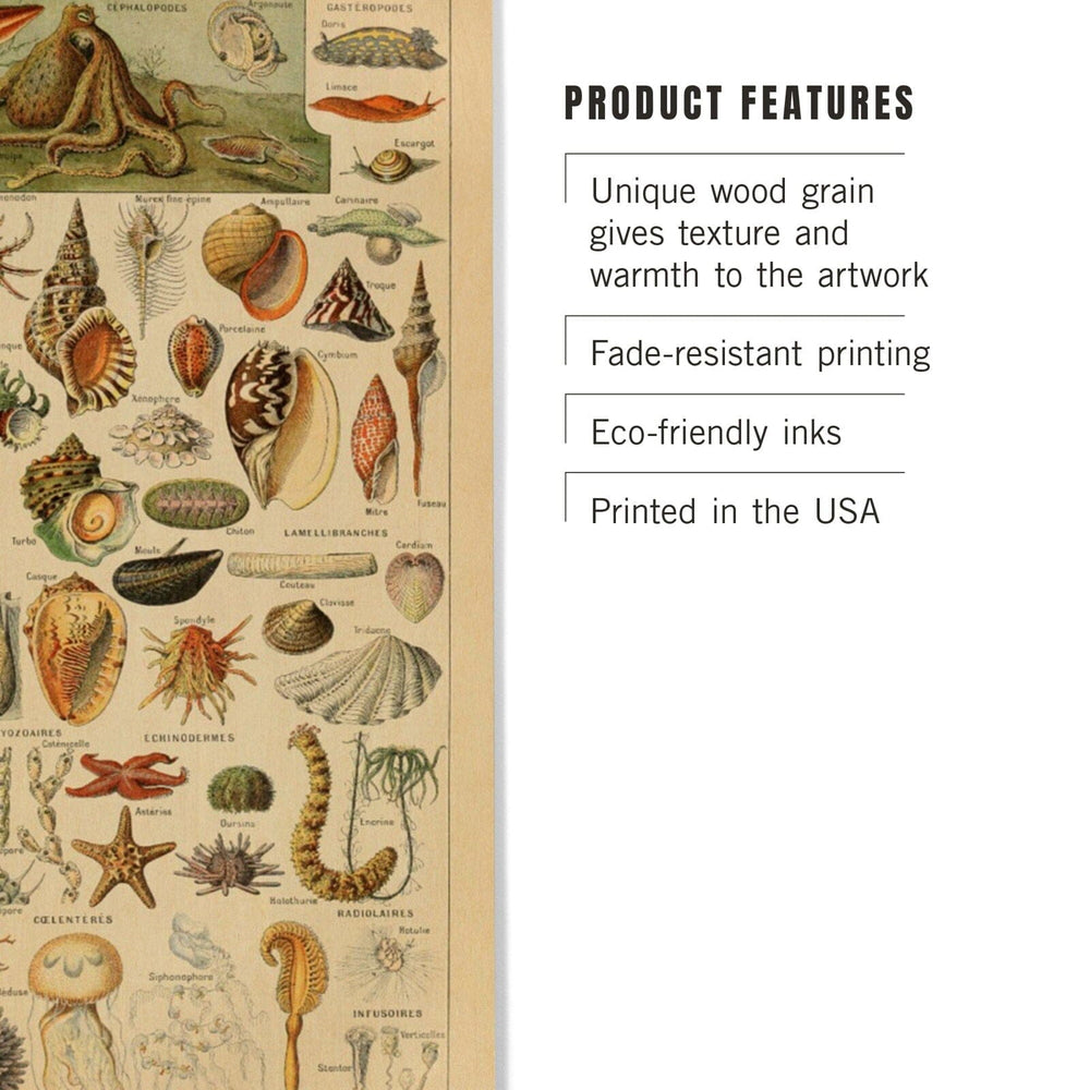 Assorted Shells, B, Vintage Bookplate, Adolphe Millot Artwork, Wood Signs and Postcards Wood Lantern Press 