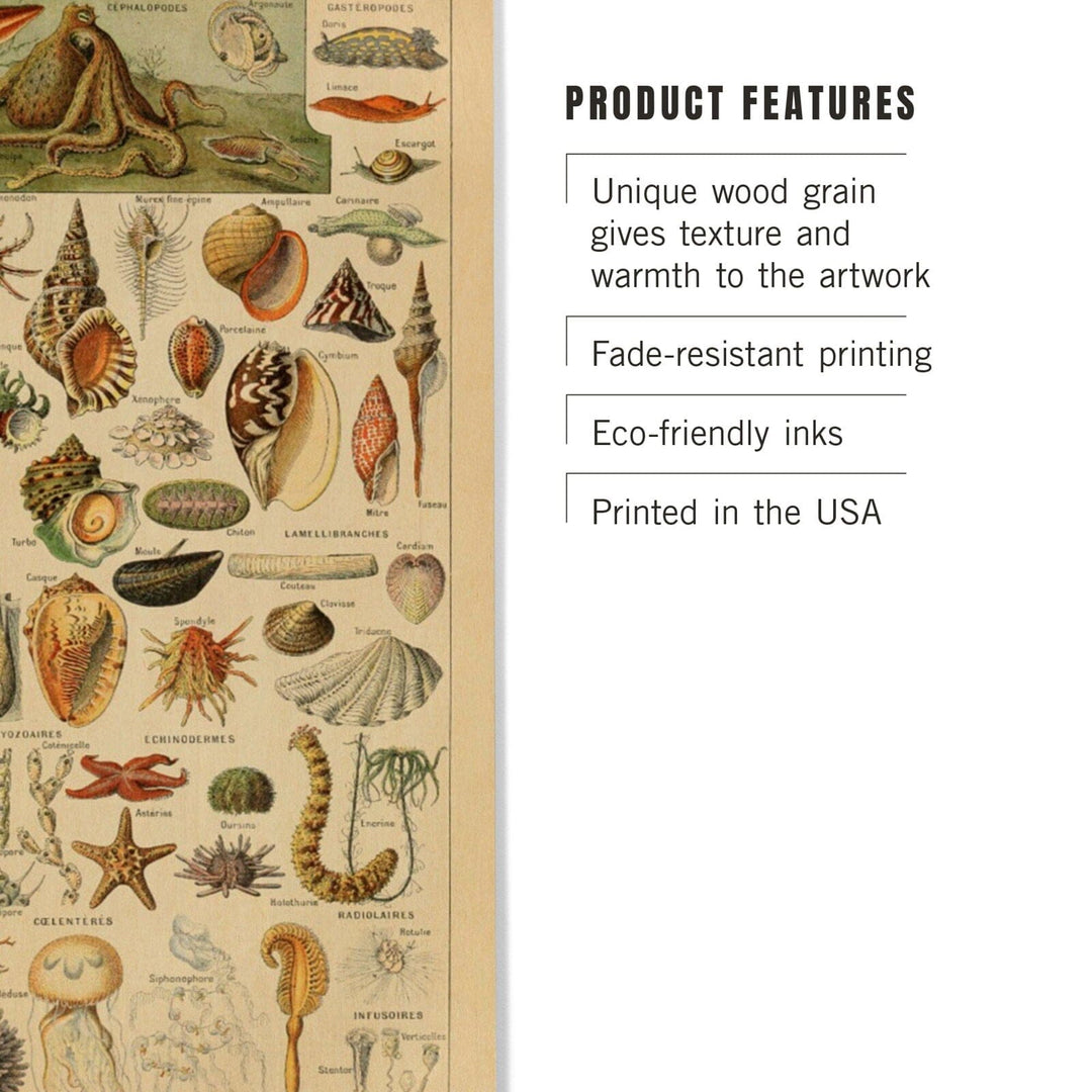 Assorted Shells, B, Vintage Bookplate, Adolphe Millot Artwork, Wood Signs and Postcards Wood Lantern Press 