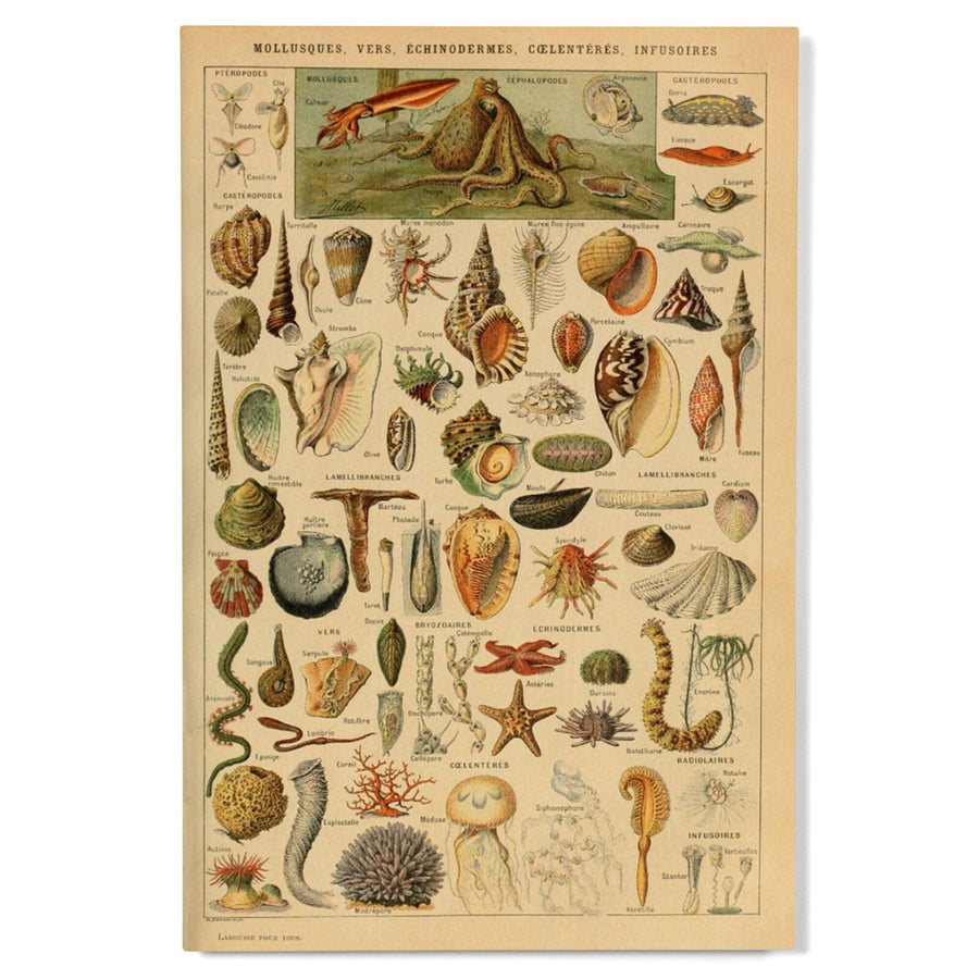 Assorted Shells, B, Vintage Bookplate, Adolphe Millot Artwork, Wood Signs and Postcards Wood Lantern Press 