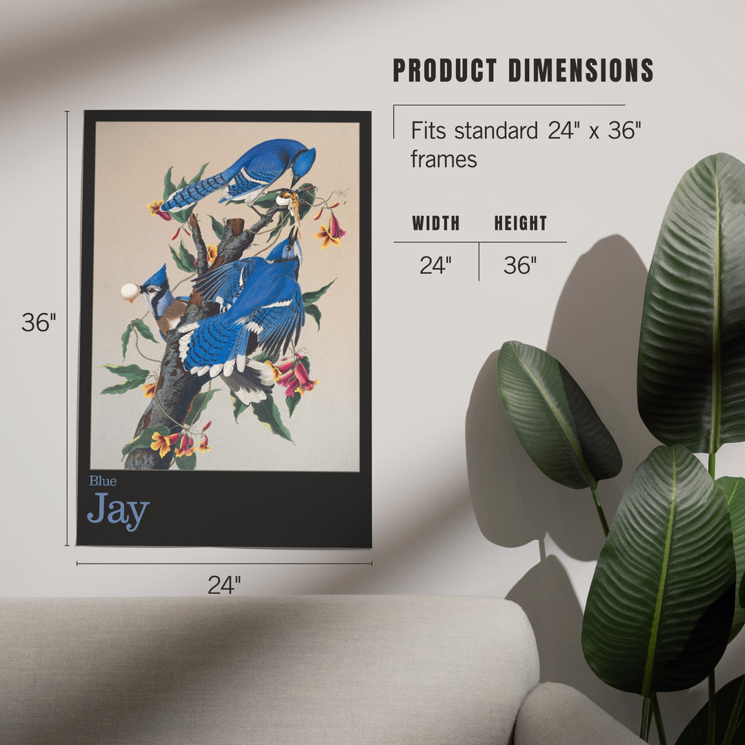 Audubon Birds of North America, Blue Jay, Art & Giclee Prints