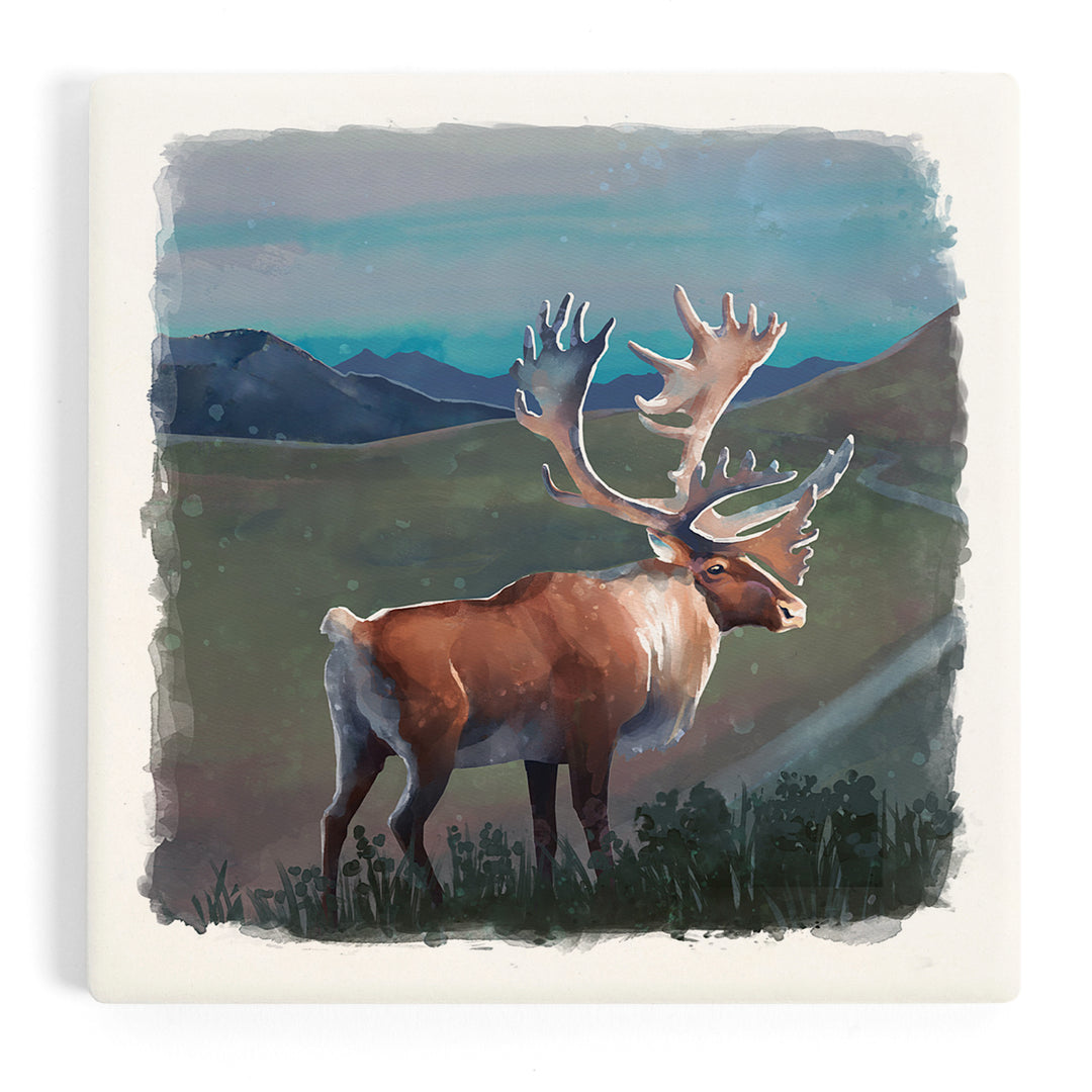 Watercolor Study, Caribou, Coasters
