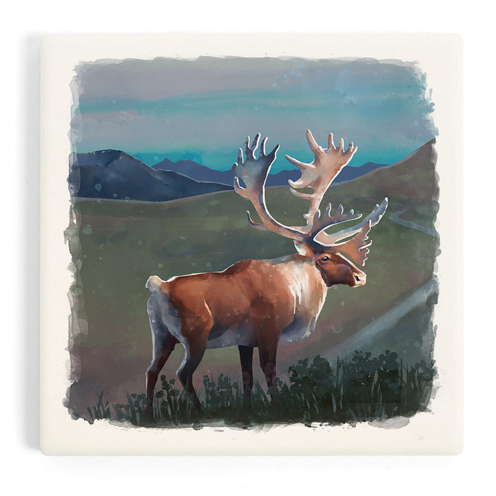 Watercolor Study, Caribou, Coasters