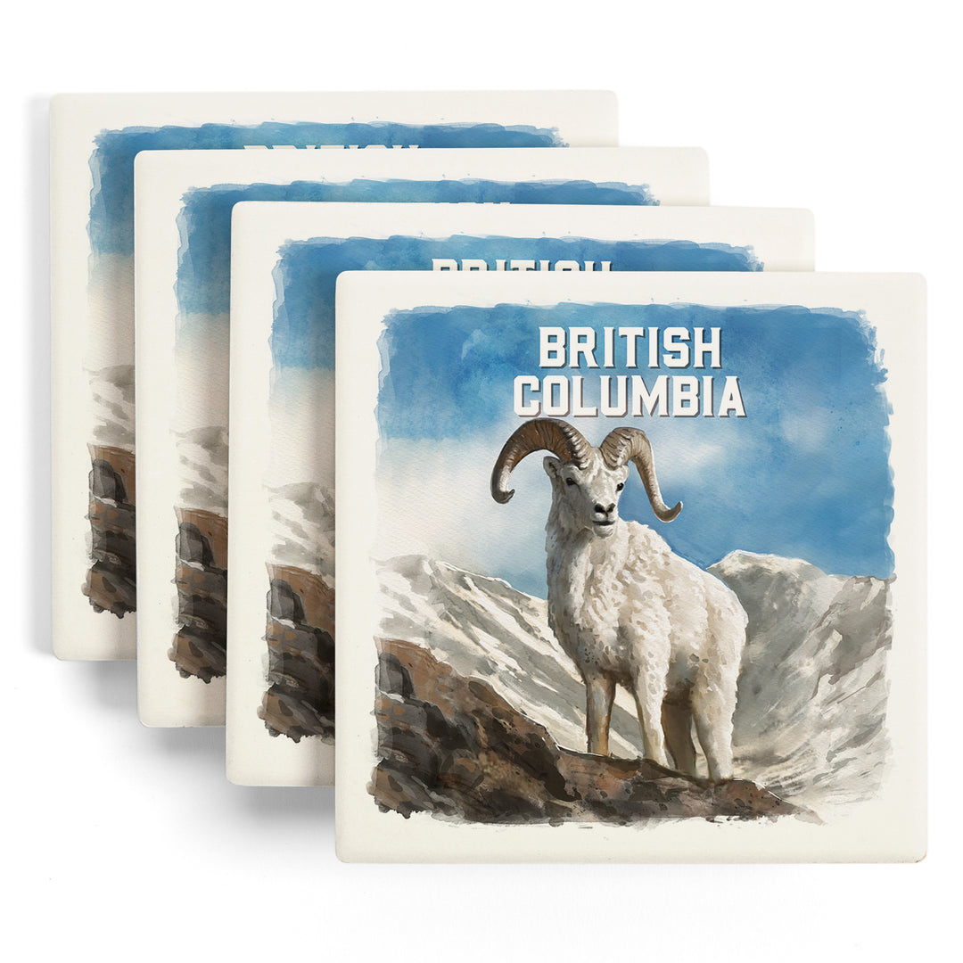 British Columbia, Watercolor Study, Dall Sheep, Coaster Set