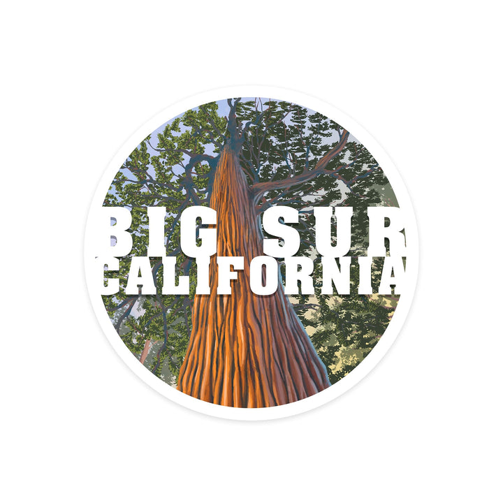 Big Sur, California, Redwoods, Looking Up Tree, Contour, Lantern Press Artwork, Vinyl Sticker Sticker Lantern Press 