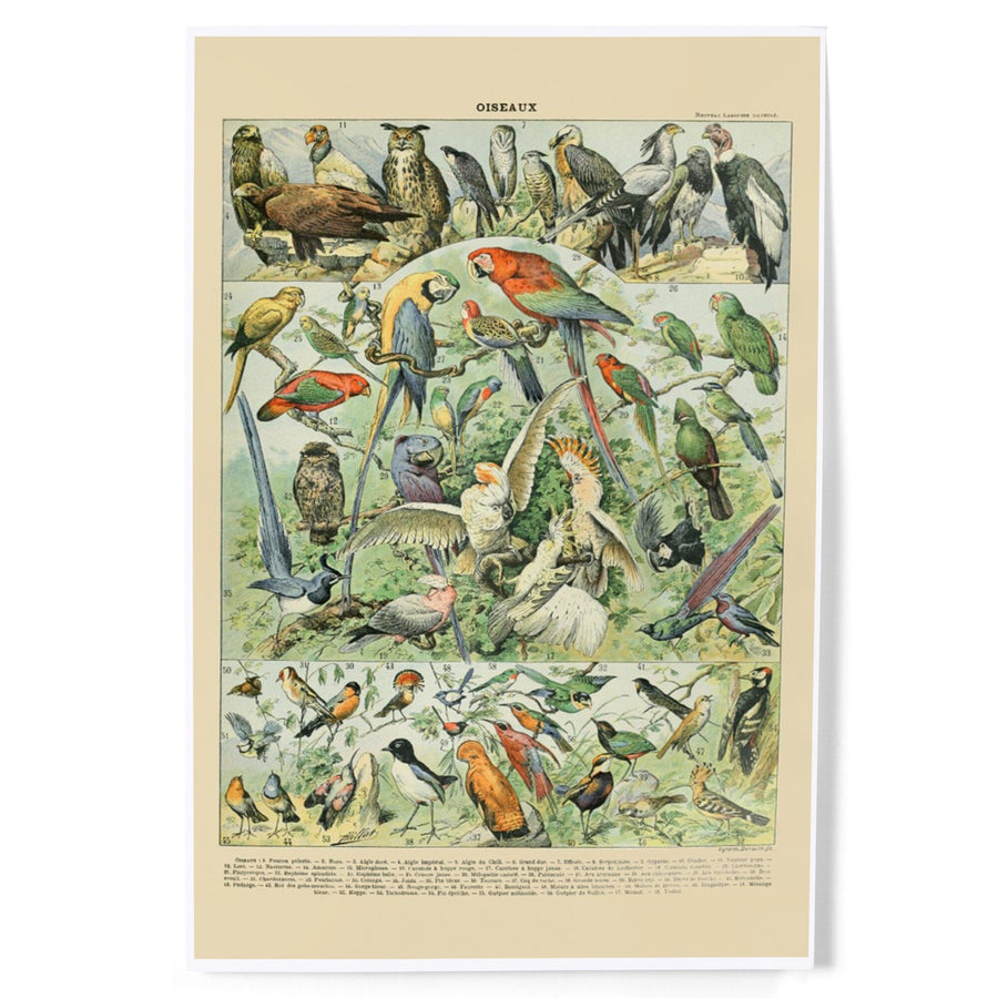 Birds, A, Vintage Bookplate, Adolphe Millot Artwork, Art & Giclee Prints Art Lantern Press 