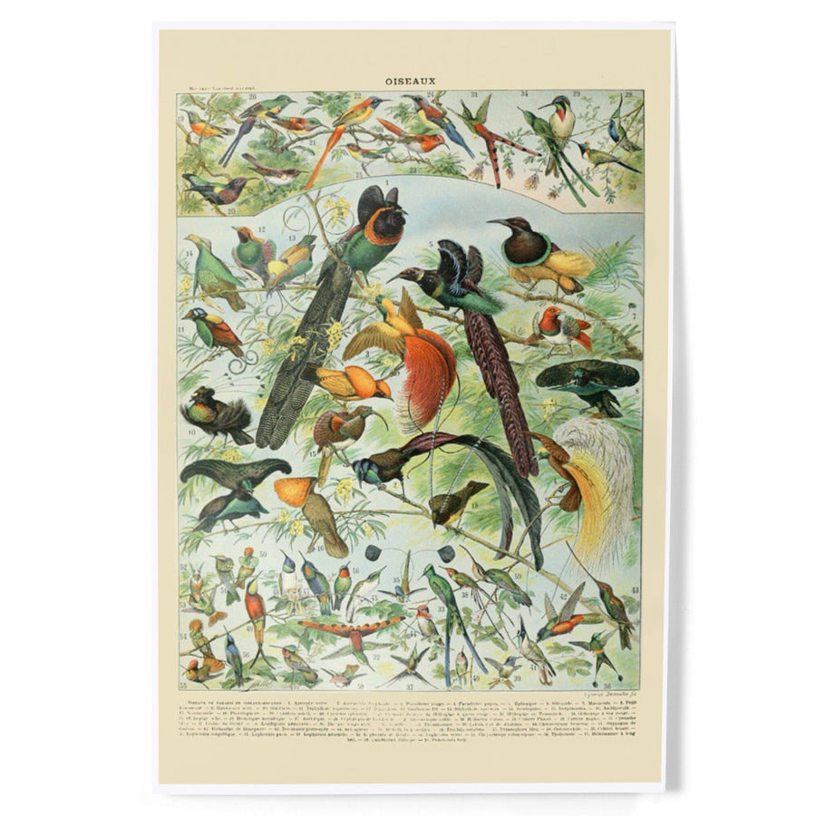Birds, B, Vintage Bookplate, Adolphe Millot Artwork, Art & Giclee Prints Art Lantern Press 