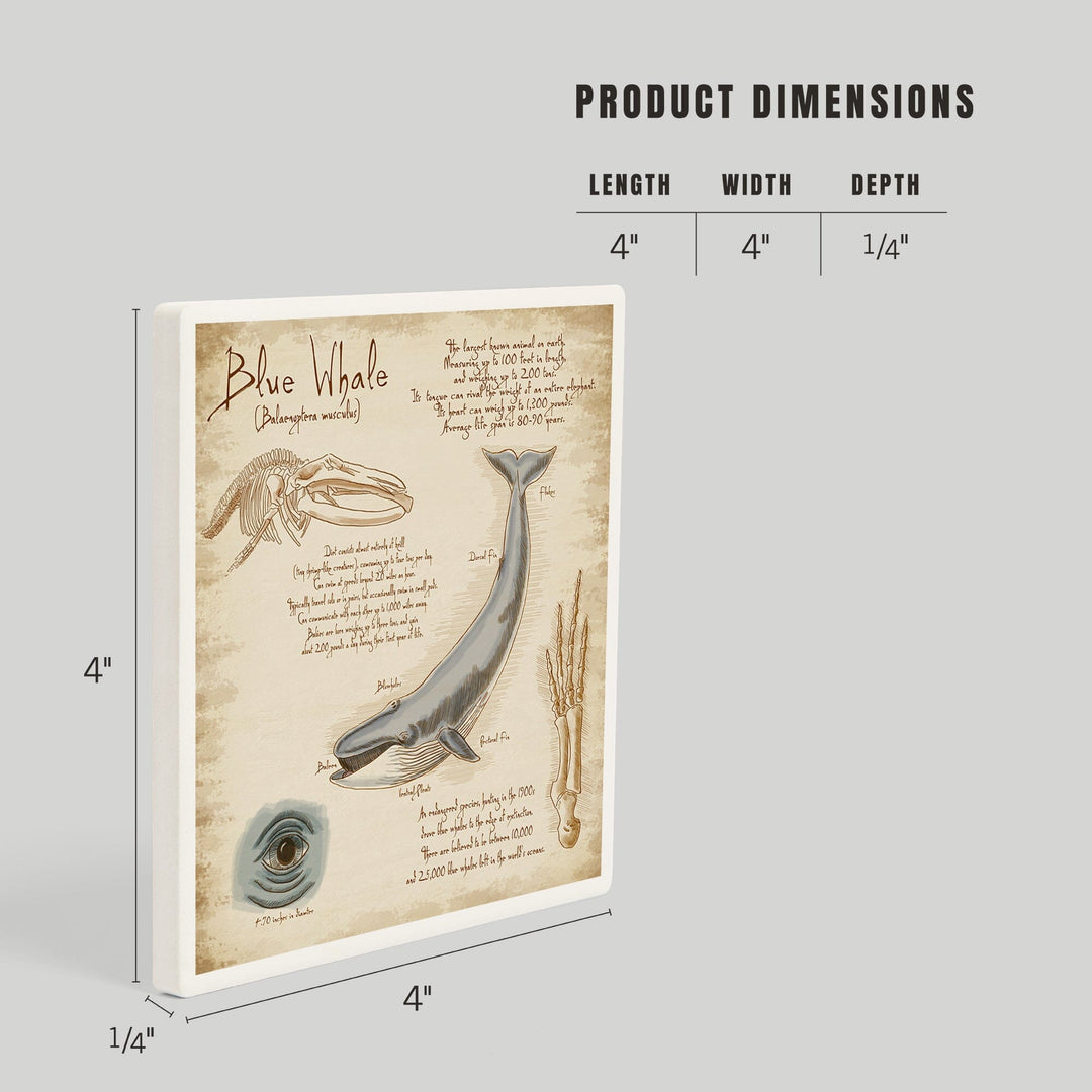 Blue Whale, da Vinci, Coasters Coasters Lantern Press 