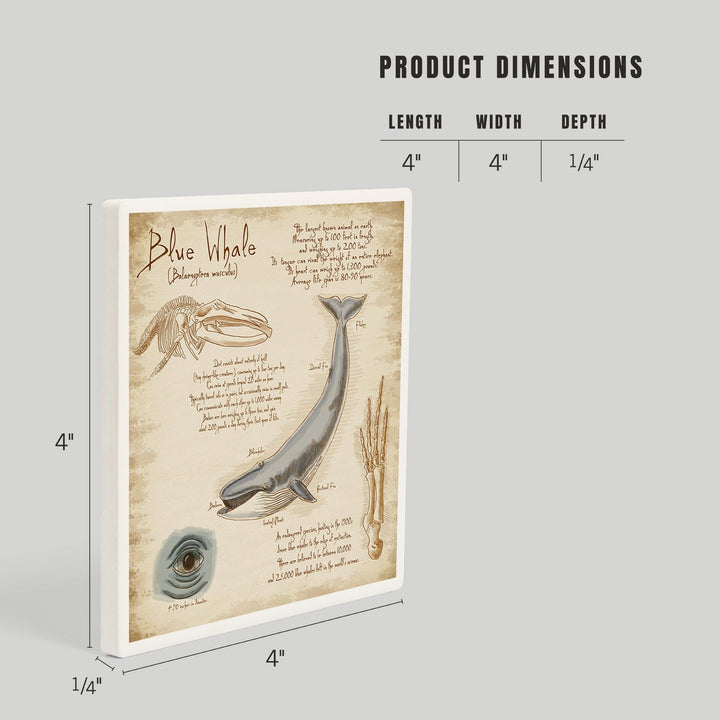 Blue Whale, da Vinci, Coasters Coasters Lantern Press 
