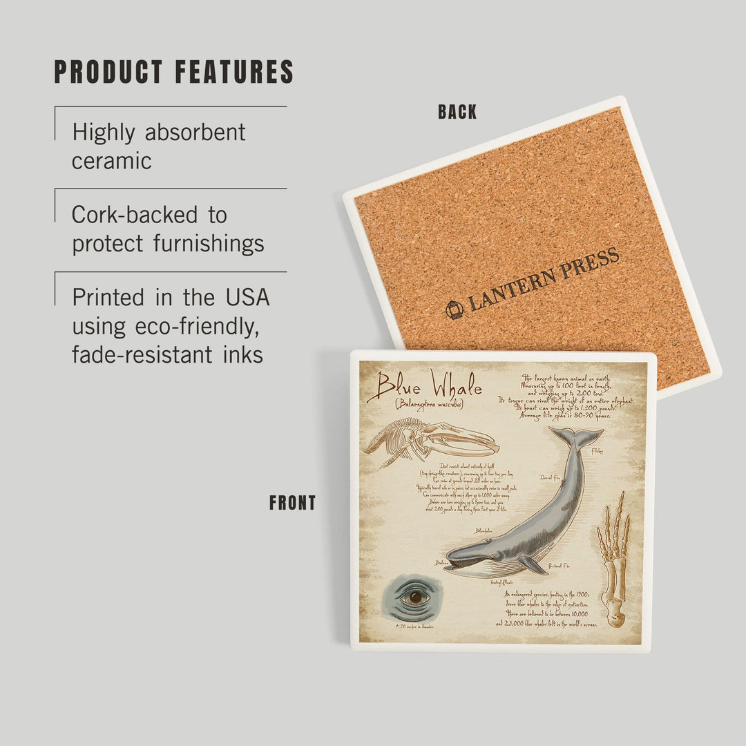 Blue Whale, da Vinci, Coasters Coasters Lantern Press 