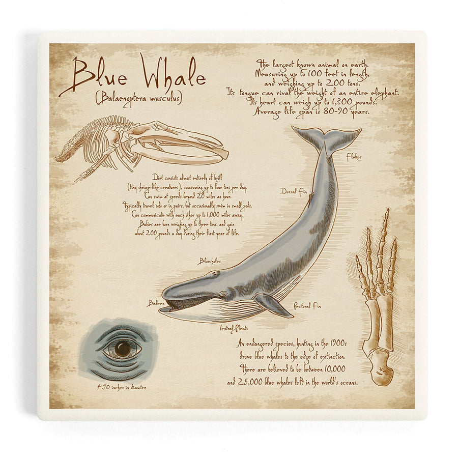 Blue Whale, da Vinci, Coasters Coasters Lantern Press 