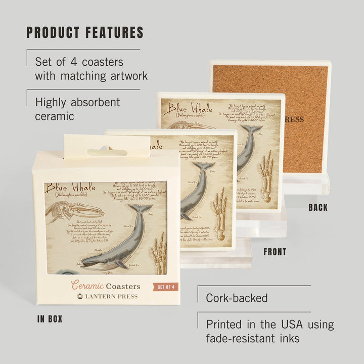 Blue Whale, da Vinci, Coasters Coasters Lantern Press 