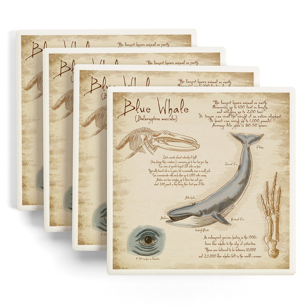 Blue Whale, da Vinci, Coasters Coasters Lantern Press 
