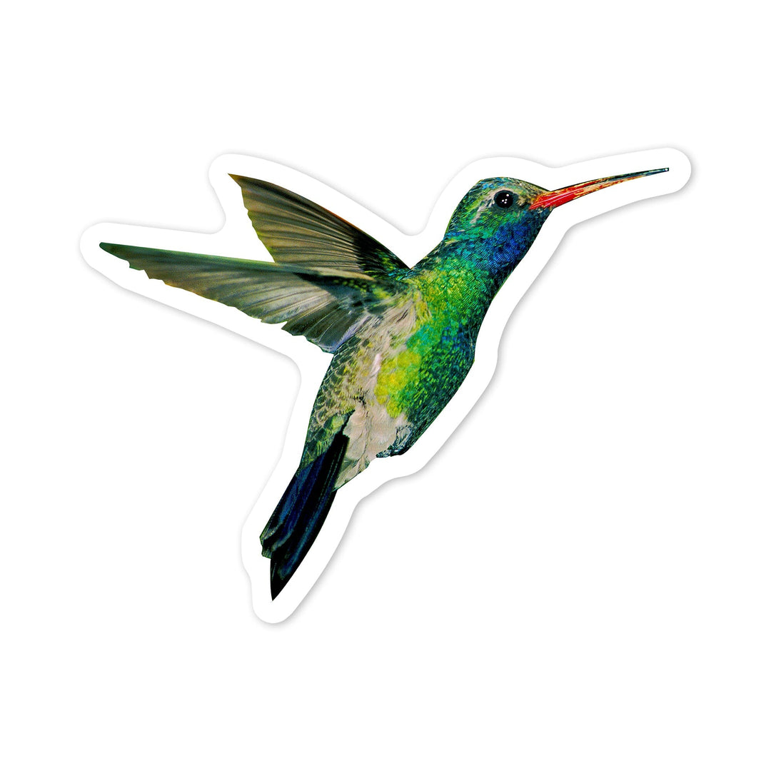 Broadbill Hummingbird, Contour, Photography (James T. Jones), Vinyl Sticker Sticker Lantern Press 