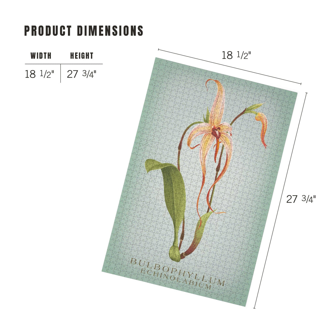 Bulbophyllum, Orchid, Vintage Flora, Jigsaw Puzzle Puzzle Lantern Press 