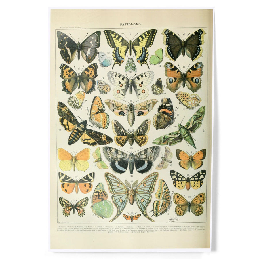 Butterflies, A, Vintage Bookplate, Adolphe Millot Artwork, Art & Giclee Prints Art Lantern Press 