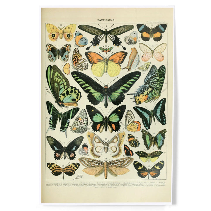 Butterflies, B, Vintage Bookplate, Adolphe Millot Artwork, Art & Giclee Prints Art Lantern Press 8 x 12 Art Print 