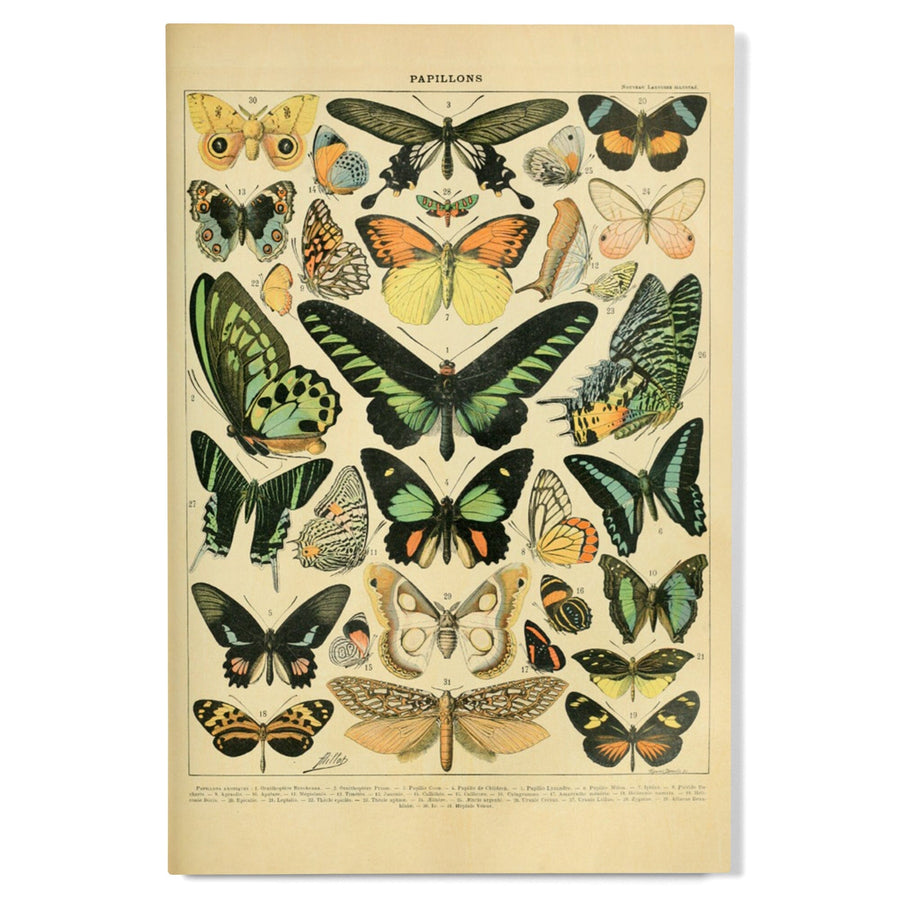Butterflies, B, Vintage Bookplate, Adolphe Millot Artwork, Wood Signs and Postcards Wood Lantern Press 