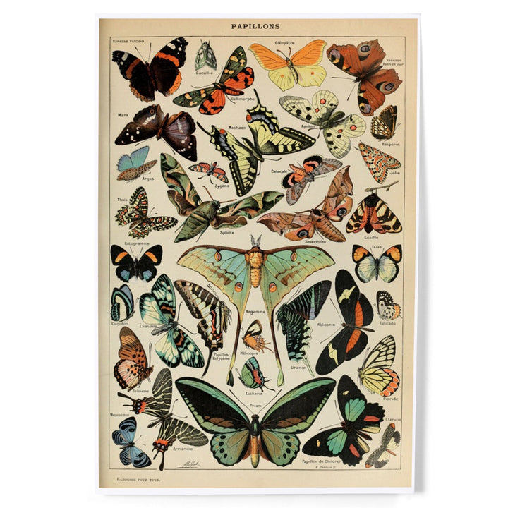 Butterflies, C, Vintage Bookplate, Adolphe Millot Artwork, Art & Giclee Prints Art Lantern Press 8 x 12 Art Print 