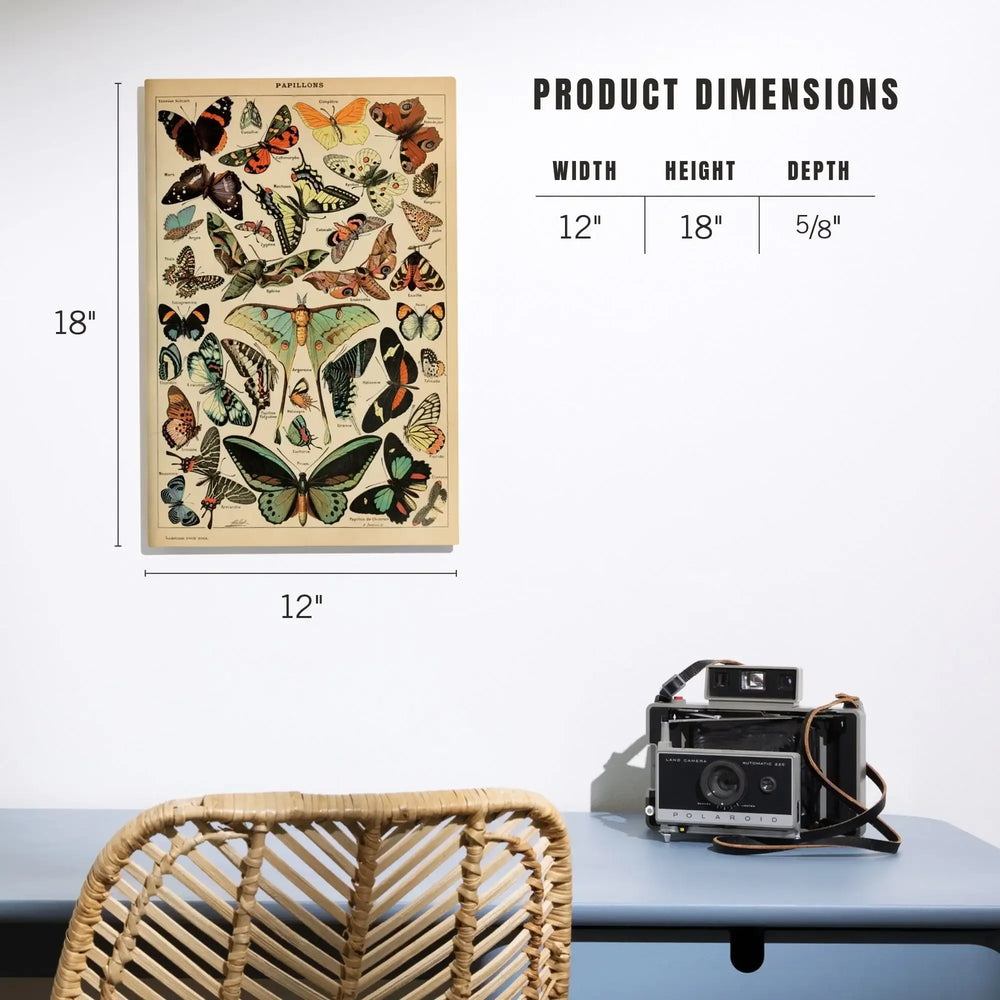 Butterflies, C, Vintage Bookplate, Adolphe Millot Artwork, Wood Signs and Postcards - Lantern Press