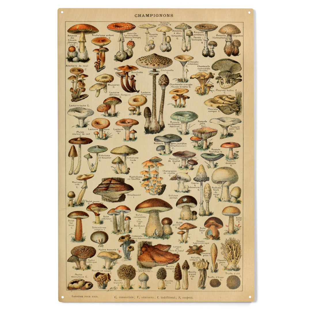 Mushrooms, C, Vintage Bookplate, Adolphe Millot, Wood Sign and Postcards