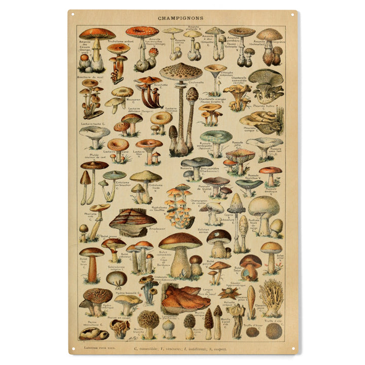 Mushrooms, C, Vintage Bookplate, Adolphe Millot, Wood Sign and Postcards