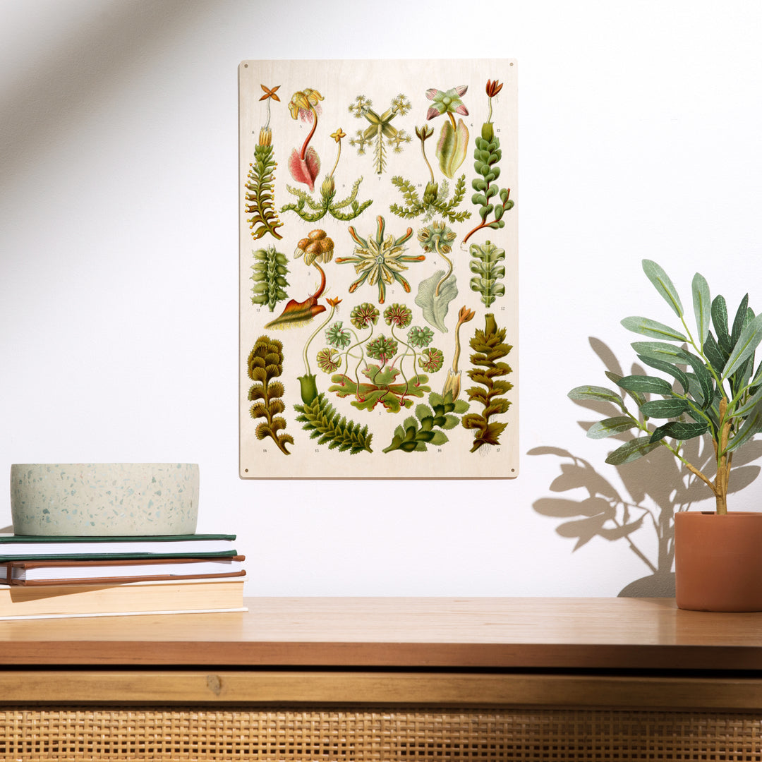 Art Forms of Nature, Hepaticae (Flowers), Ernst, Wood Sign and Postcards