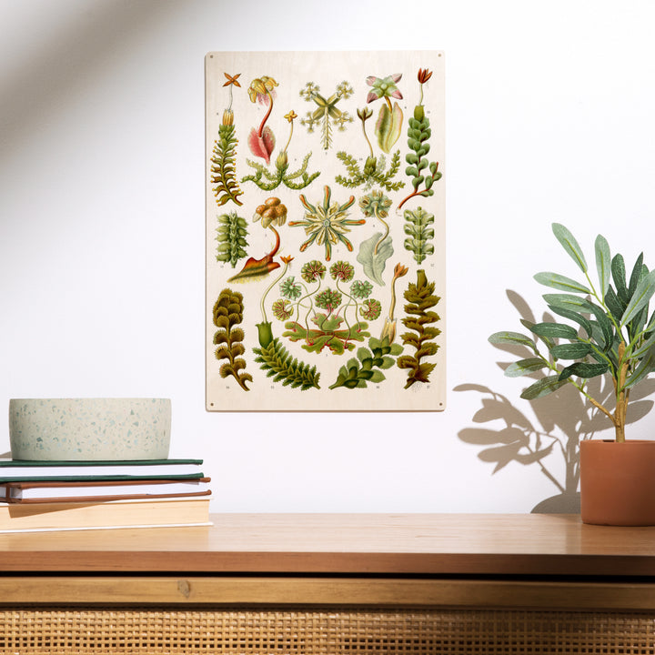 Art Forms of Nature, Hepaticae (Flowers), Ernst, Wood Sign and Postcards