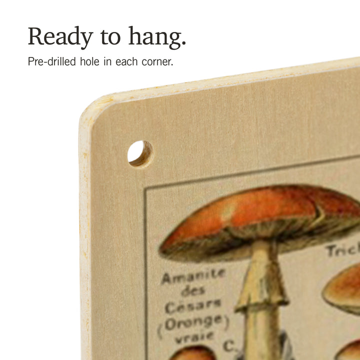Mushrooms, C, Vintage Bookplate, Adolphe Millot, Wood Sign and Postcards