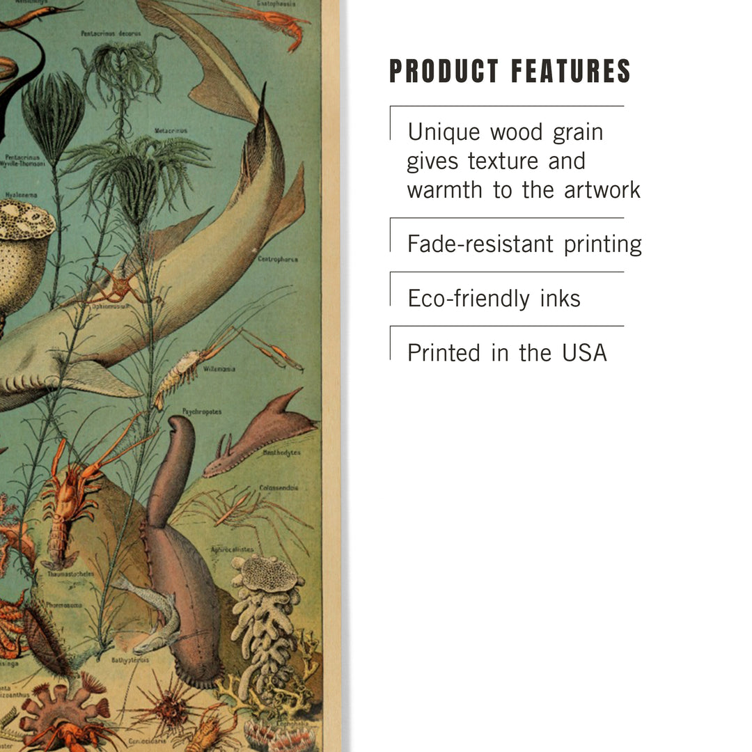 Marine Life, D, Vintage Bookplate, Adolphe Millot, Wood Sign and Postcards
