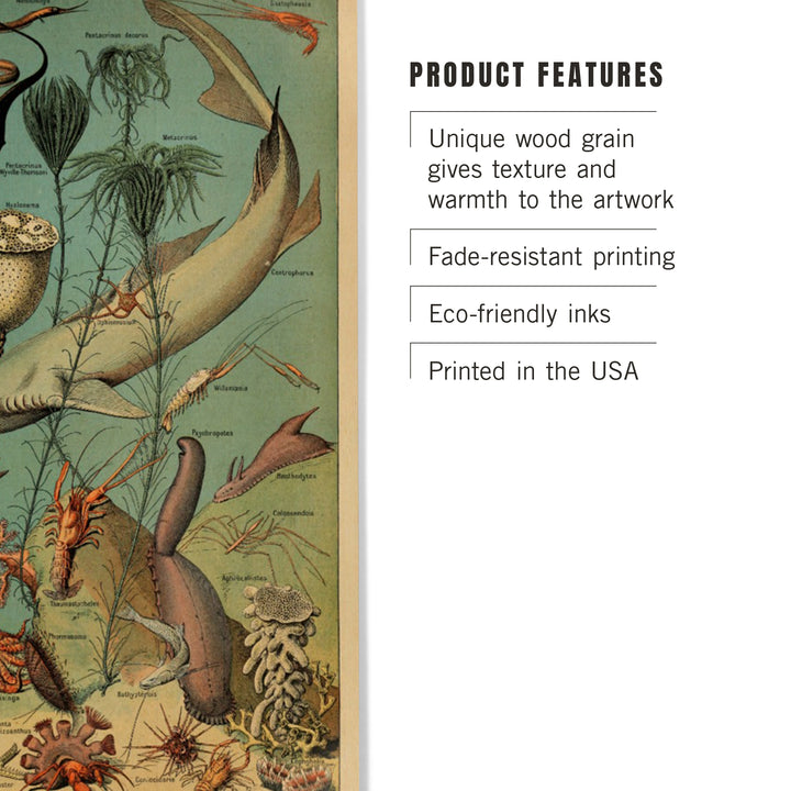 Marine Life, D, Vintage Bookplate, Adolphe Millot, Wood Sign and Postcards