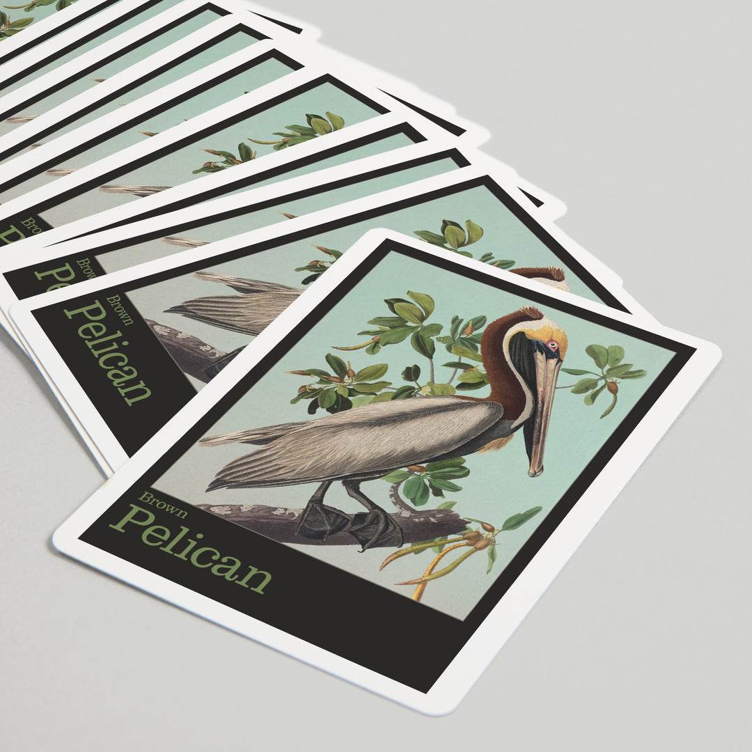 Playing Cards, Audubon Birds, North America Brown Pelican, 52 Card Deck with Jokers in Box, Unique Art