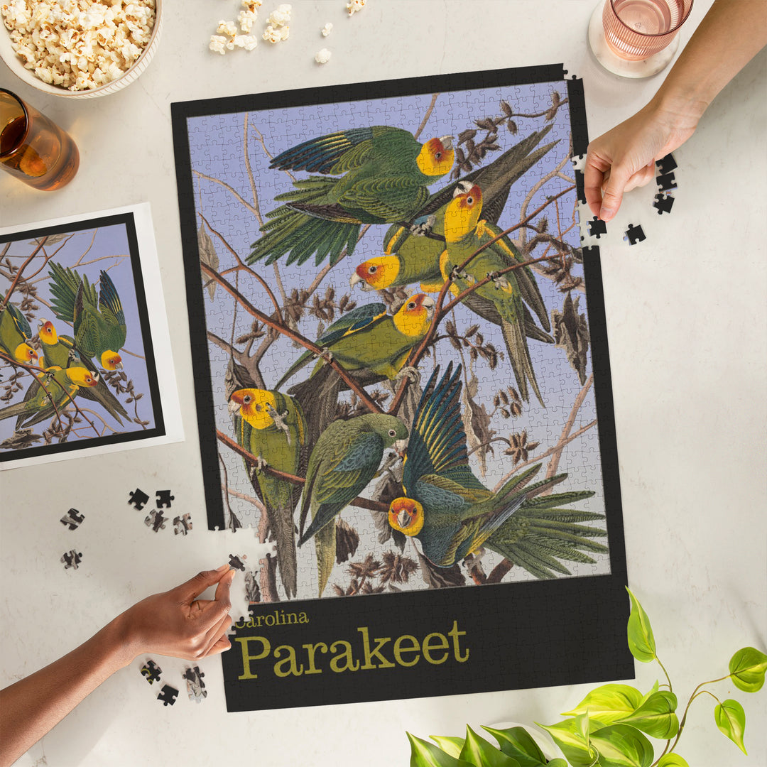 Audubon Birds of North America, Parakeet, 1000 Piece Jigsaw Puzzle