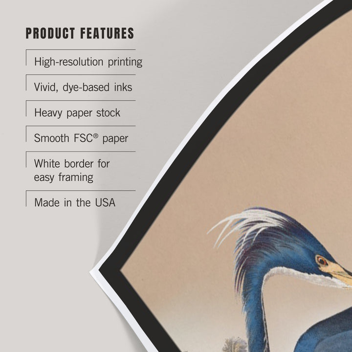 Audubon Birds of North America, Heron, Art & Giclee Prints