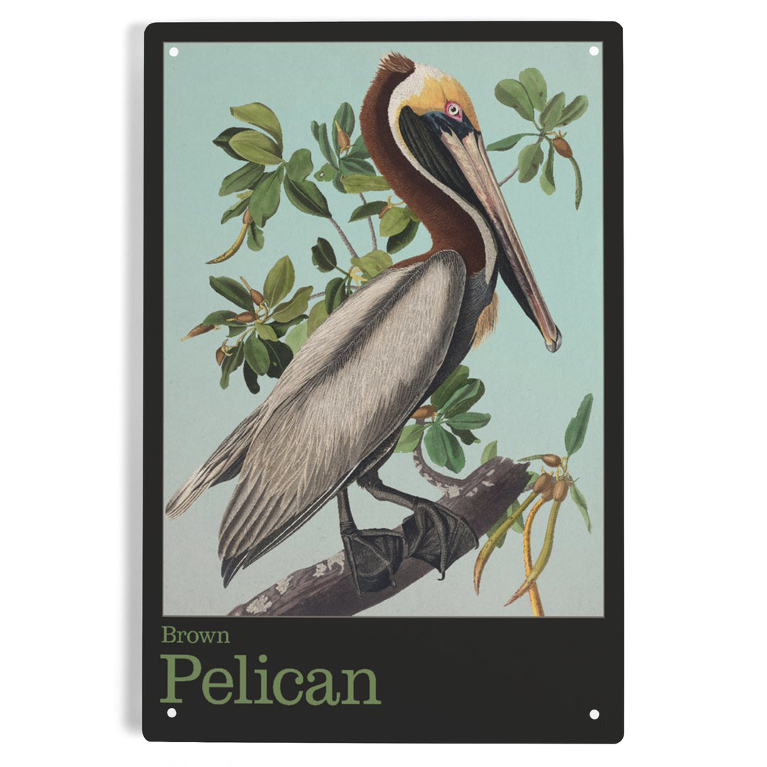 Audubon Birds, North America Brown Pelican, 12x18 Metal Sign