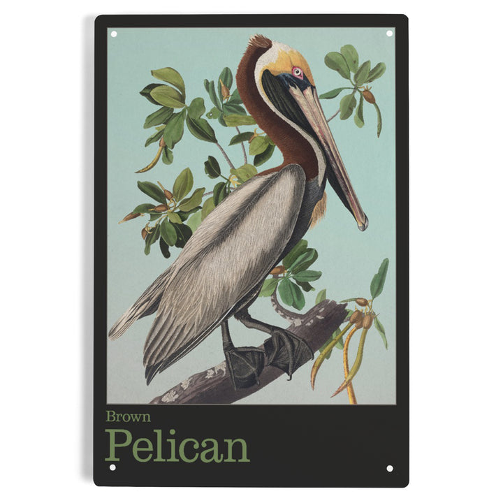 Audubon Birds, North America Brown Pelican, 12x18 Metal Sign