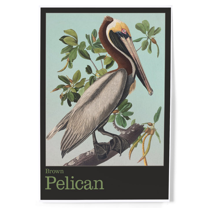 Audubon Birds, North America Brown Pelican, Art & Giclee Prints