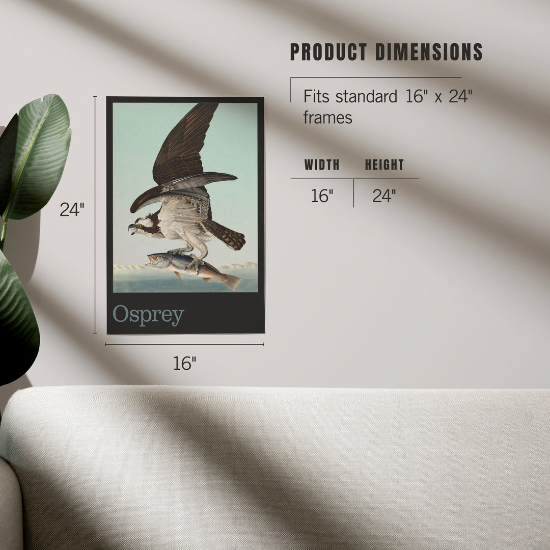 Audubon Birds of North America, Osprey, Art & Giclee Prints