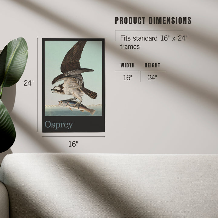 Audubon Birds of North America, Osprey, Art & Giclee Prints