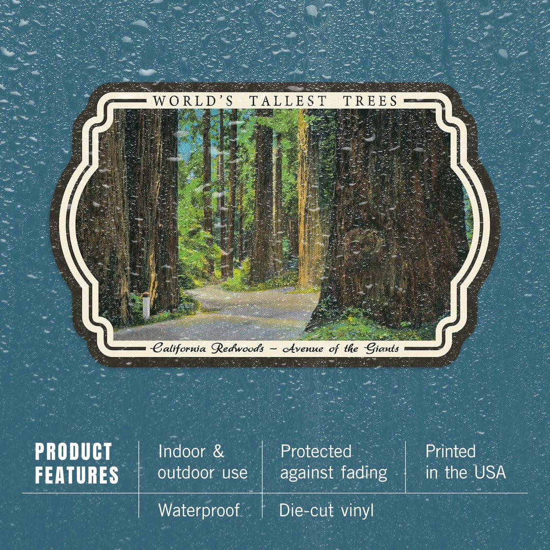California Redwoods, Avenue of the Giants, Worlds Tallest Trees, Vintage Art, Vinyl Sticker Sticker Lantern Press 
