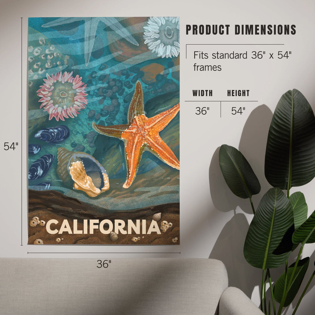 California, Tiny World Huge Wonders, Coastal Series, Starfish and Shells, Art & Giclee Prints Art Lantern Press 