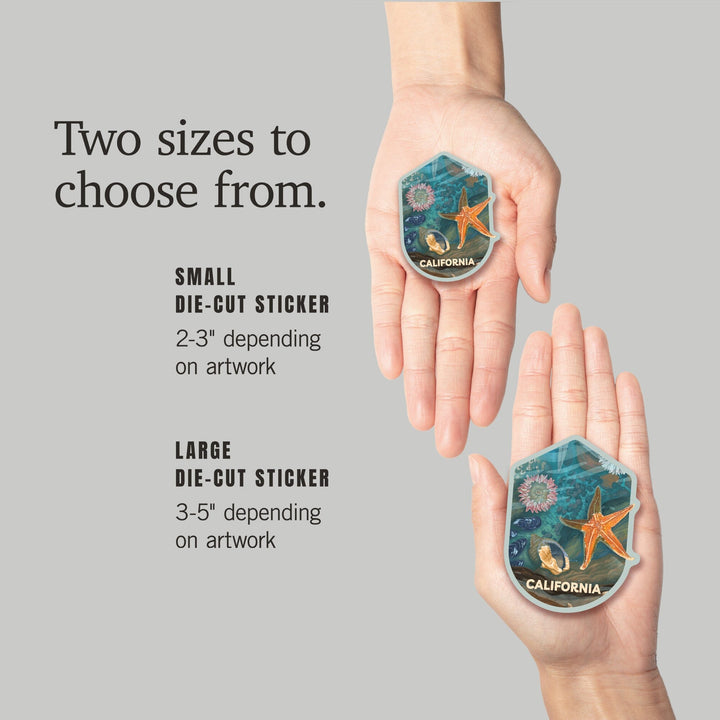 California, Tiny World Huge Wonders, Painterly, Starfish and Shells, Contour, Vinyl Sticker Sticker Lantern Press 