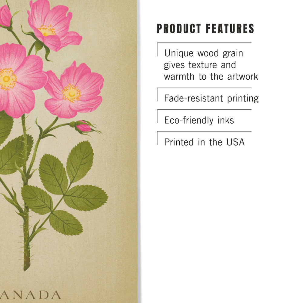 Canada, Vintage Flora, Alberta Wild Rose, Wood Signs and Postcards Wood Lantern Press 