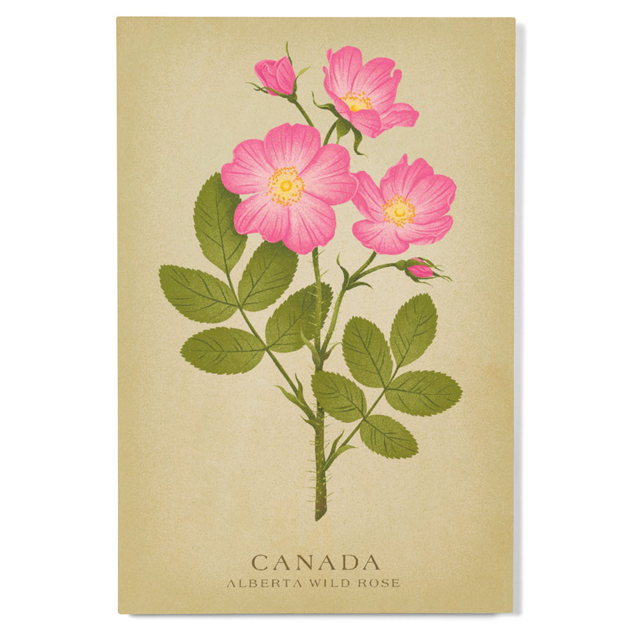 Canada, Vintage Flora, Alberta Wild Rose, Wood Signs and Postcards Wood Lantern Press 
