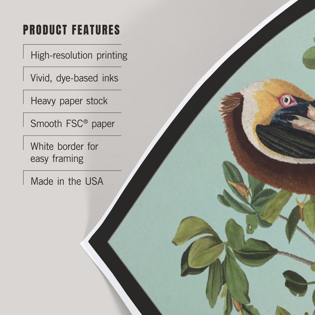 Audubon Birds, North America Brown Pelican, Art & Giclee Prints
