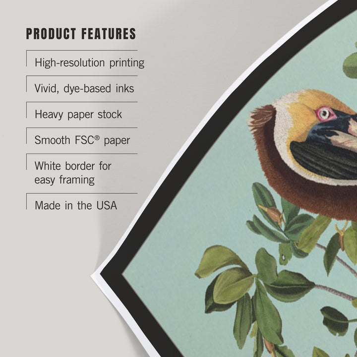 Audubon Birds, North America Brown Pelican, Art & Giclee Prints