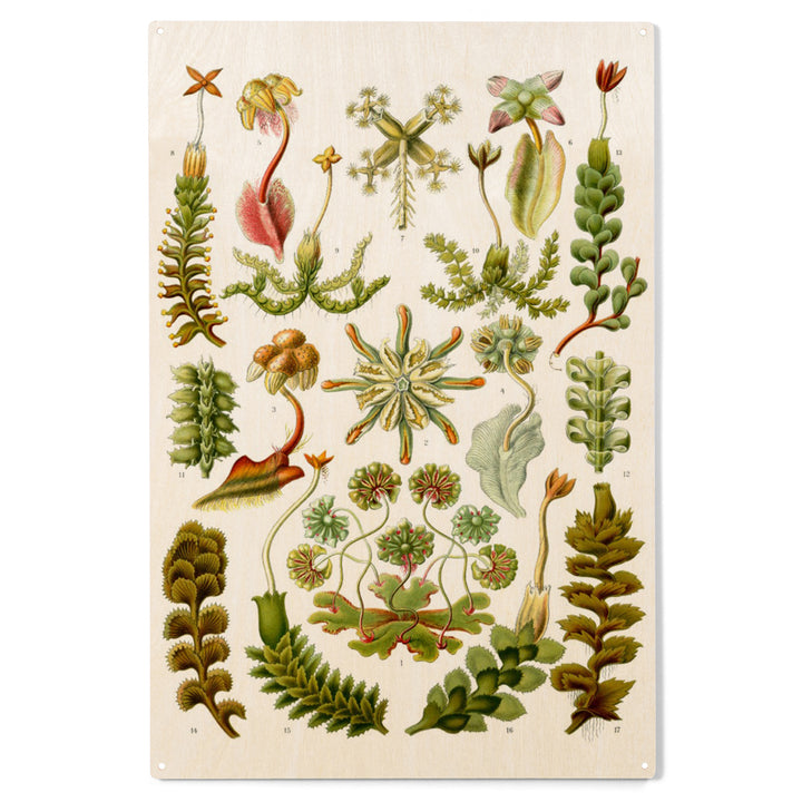 Art Forms of Nature, Hepaticae (Flowers), Ernst, Wood Sign and Postcards