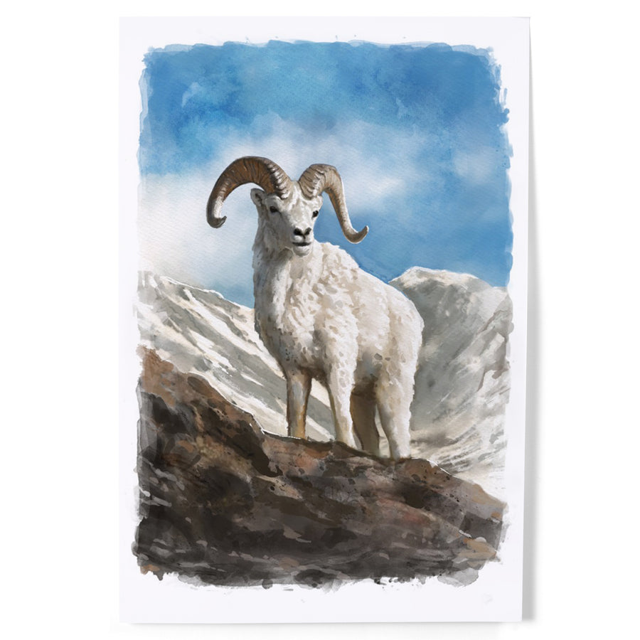 Watercolor Study, Dall Sheep art prints, metal signs