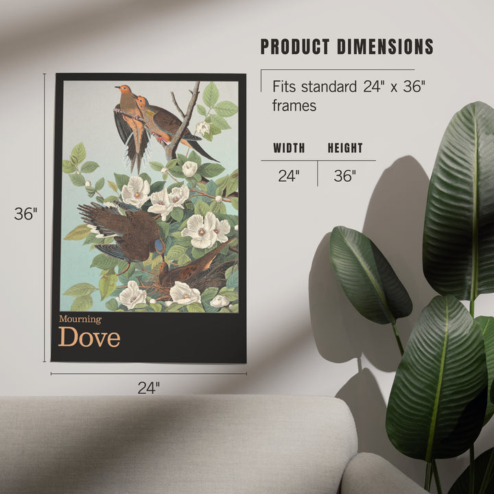 Audubon Birds North America Mourning Dove, Art & Giclee Prints